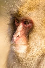 Japanese monkey