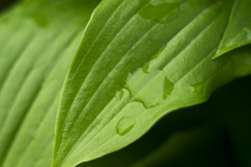 Leaves with drops of water