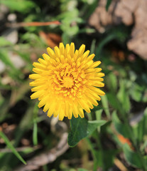 spring dandelion
