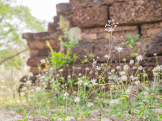 Obraz premium Close up grass with archaeological site background