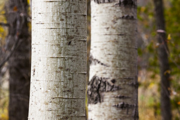 artistic fall view of trunks of birch trees in autumn