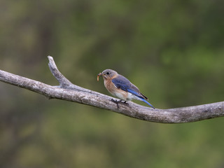 Female Eastern Bluebird