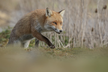Fox at low level