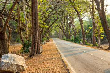 Beautiful road in deep green and yellow forest in wild