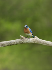 Male Eastern Bluebird Perched on Branch