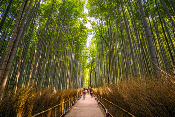 Naklejka premium Bamboo Forest in Arashiyama, Kyoto.