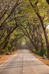 Beautiful road in deep green and yellow forest in wild