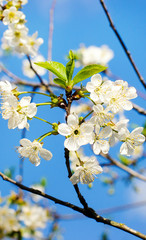 Cherry blossoms against  a blue sky