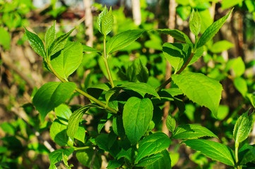 The image of a beautiful jasmine