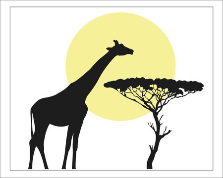 Giraffe black silhouette against the yellow of the sun in Savannah.
