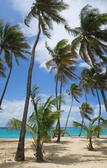 Fotobehang Palmboom Palmen am Strand der französischen Antillen Insel Guadeloupe   © Lifeisbeautiful