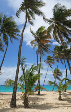 Palmen am Strand der franz&ouml;sischen Antillen Insel Guadeloupe 