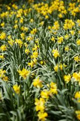 Obraz premium Daffodils field