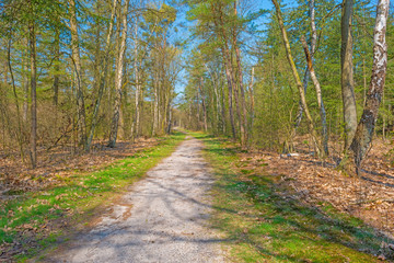 Path through a sunny forest in spring