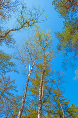 Birches in sunlight in spring