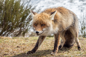Red fox (Vulpes vulpes) caught in the act