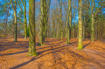 Path through a forest in spring
