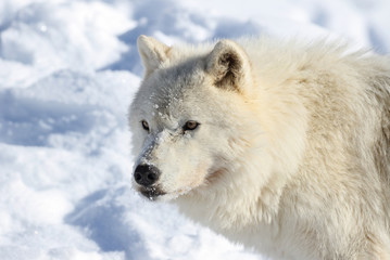 Obraz na płótnie Canvas loup blanc en hiver