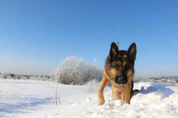 Dog German shepherd is looking for a trail