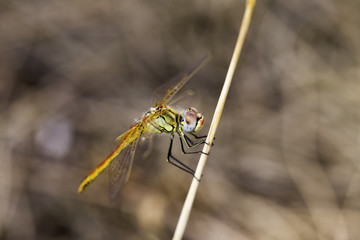 Closeup macro shot of beautiful dragonfly with amazing colors resting on a twig
