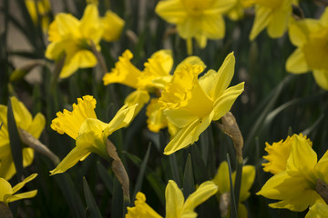 Nahaufnahme von Narzissen im Frühling