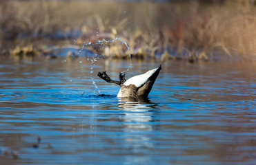 The Canada goose is a large wild goose species with a black head and neck, white patches on the...