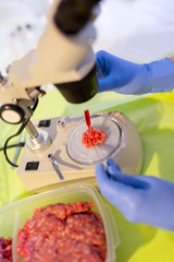 Food quality control expert inspecting at meat specimen in the laboratory