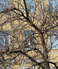 Branches of tree on building background