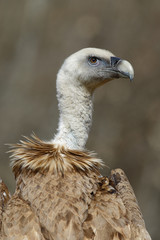 Griffon vulture (Gyps fulvus), portrait