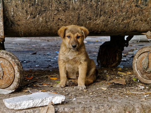 Dog puppy living under a garbage container.
A young dog living under a garbage container in the Indian capital Delhi.
