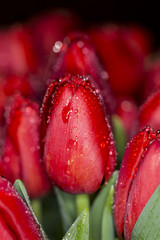 Red tulips