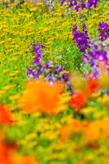 Flowers in the garden on summer. /Landscaped flower garden with lots of colorful blooms on summer.
