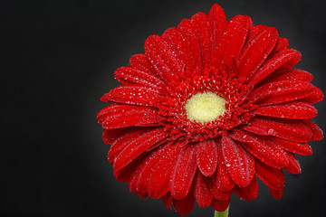 The red gerbera with the yellow center, the green stem and the raindrops close-up on the dark gray background with the vignette