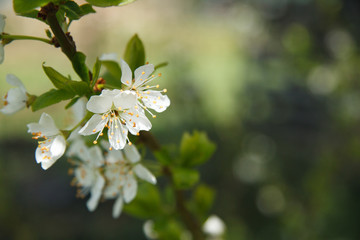 Fleur de prunier