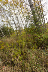 scenic view of rural countryside