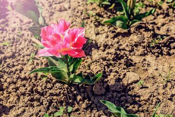 Spring Flowers