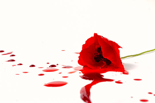 isolate poppy with blood on white background 