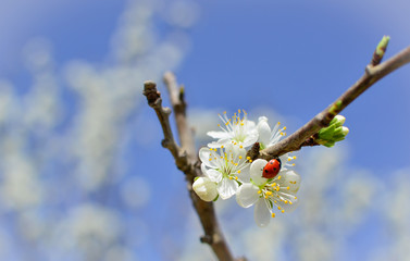 ladybug on almond blossom . Spring season