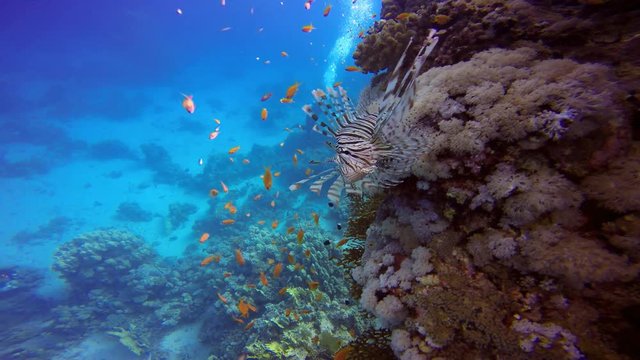 Дайвинг в Красном море близ Египта. Крылатка, грациозно парящая над коралловым рифом.