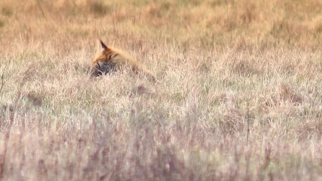 Beautiful fox in the wilderness in Full HD. Fox looking for food. Wild life of Europe.