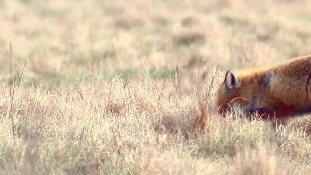 Beautiful fox in the wilderness in Full HD. Fox looking for food. Wild life of Europe.