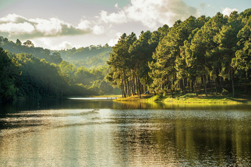 pang ung , reflection of pine tree in a lake , meahongson , Thai - obrazy, fototapety, plakaty