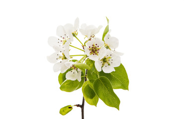 Flowers pear isolated