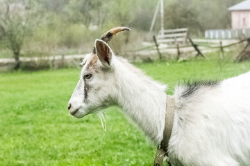 Obraz premium goat