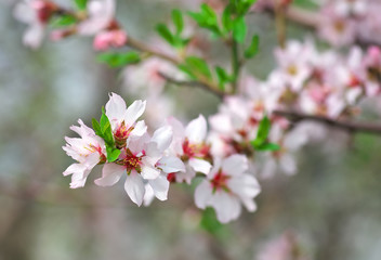Peach blossom in spring. Branch with beautiful peach blossoms