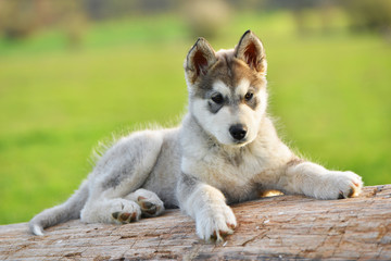 alaskan malamute