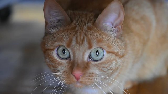 Ginger cat looks into camera lens closeup