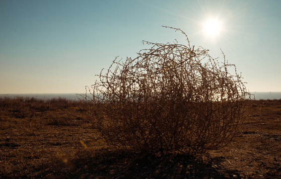 Tumbleweed