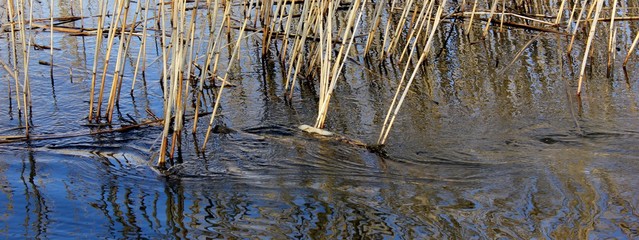 Reeds in a lake awith stream and ripples on water