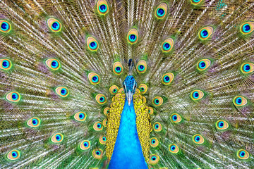 Obraz premium Portrait of beautiful peacock with it feathers out